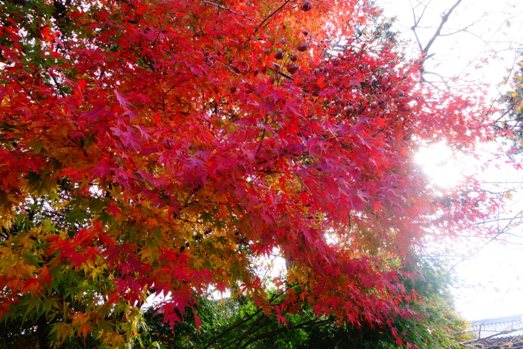 金沢城公園　紅葉