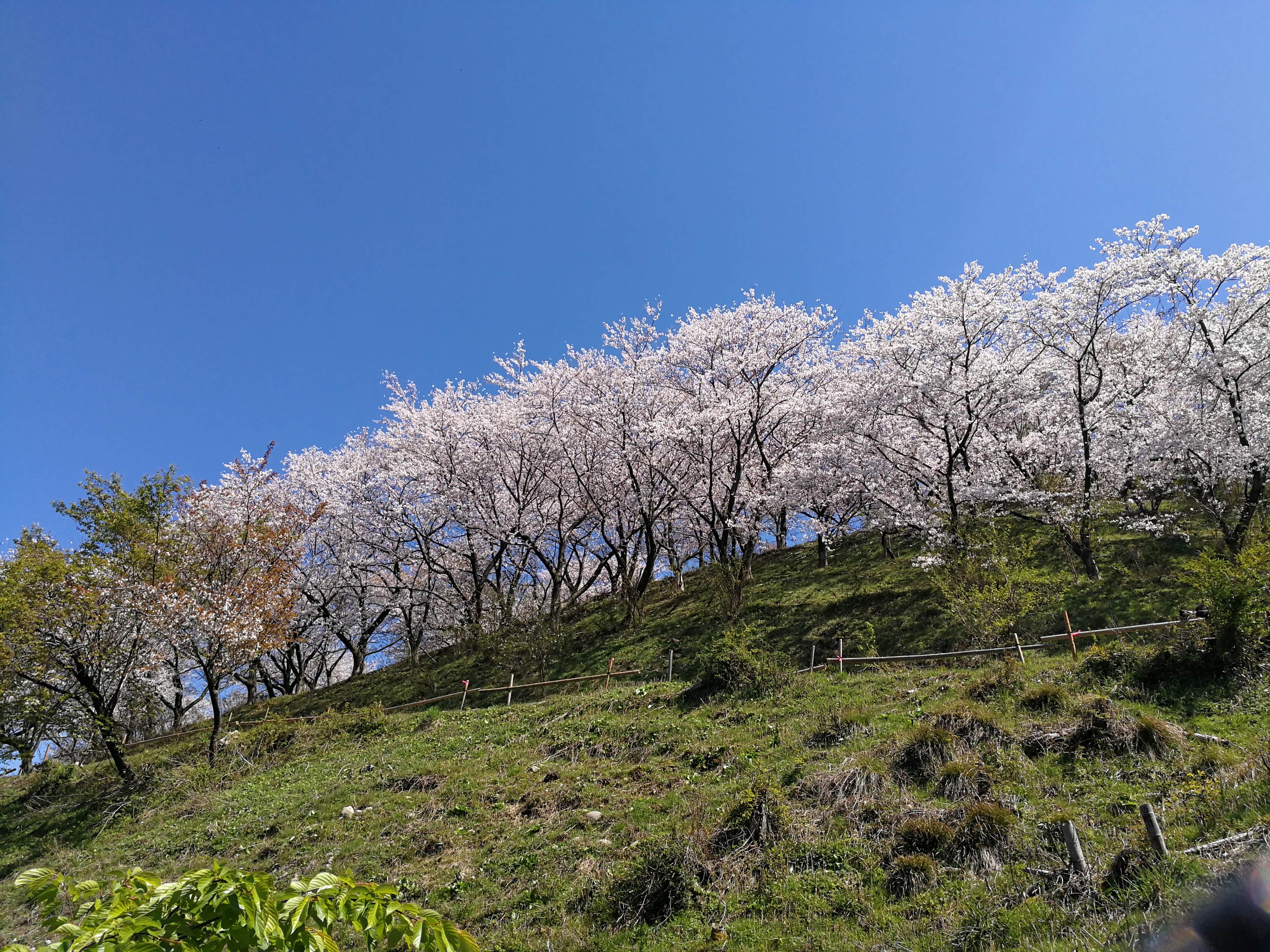 山の上の桜