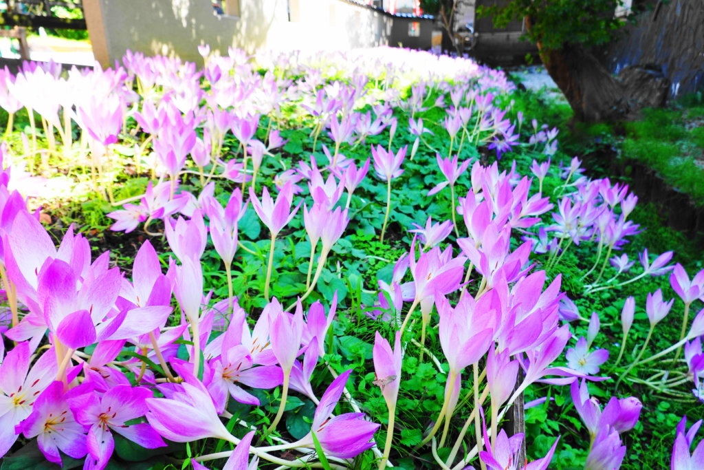 紫の彼岸花